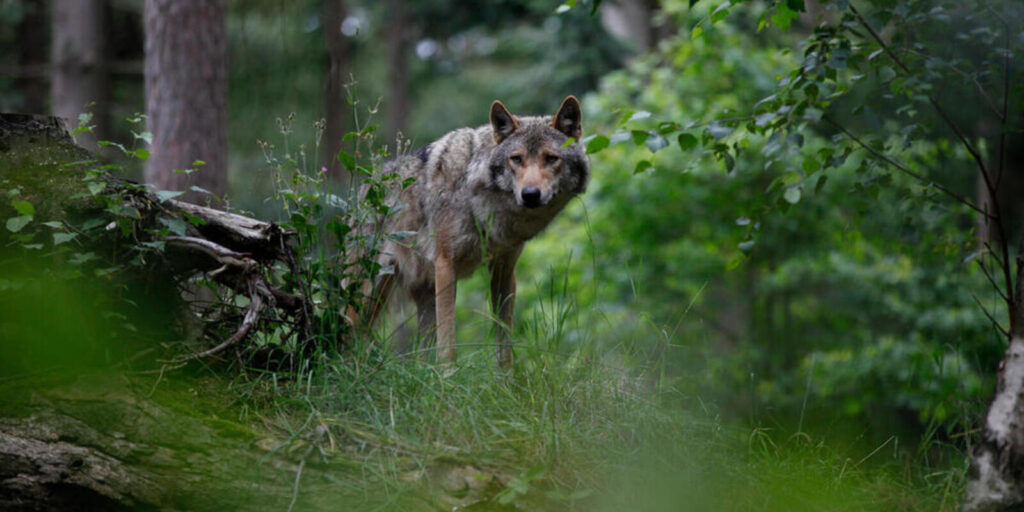 Wolf